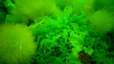 藻类黑色的海绿色红色的藻类岩石海底<strong>水下</strong>景观黑色的海